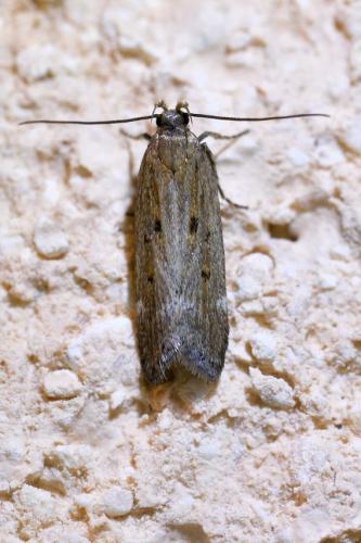 Aroga velocella